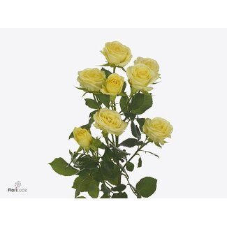 Freshy R tros Wedding Invite