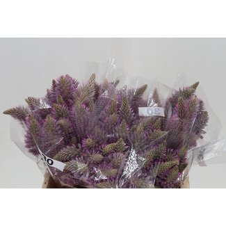 Freshy Ptilotus Exaltatus 30cm