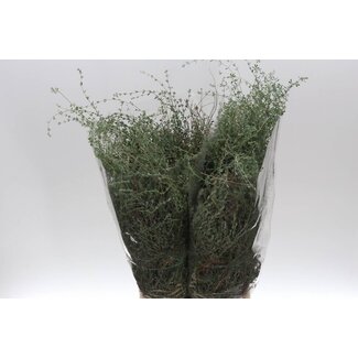 Freshy Thymus Falso 400gr (p. bos)