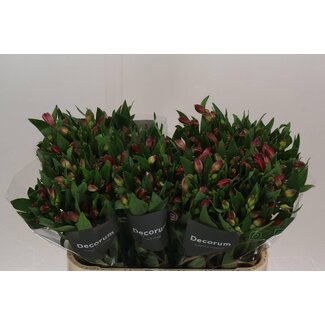 Freshy Alstroemeria Bikini