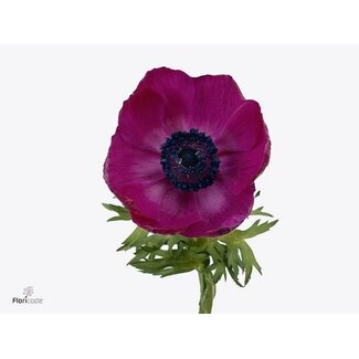 Freshy Anemone Gal Purper