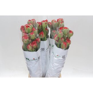 Freshy Tu. Du Ballgame (frans)