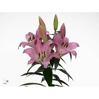 Freshy Lelie Oriental Aqua Tabledance