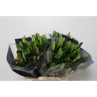 Freshy Lelie Oriental Aqua Touchstone