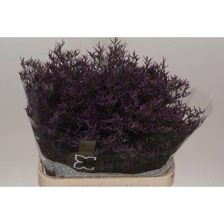 Freshy Limonium Saf Dark Blue