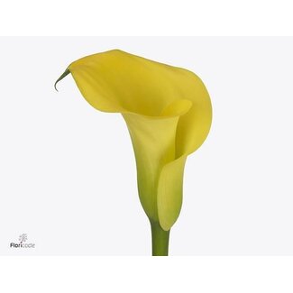 Freshy Zantedeschia Monte Carlo