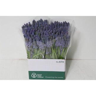 Freshy Muscari Blauw P St