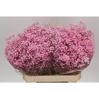 Freshy Gyps Kleurbehandeld Xlence Dusty Pastel Pink