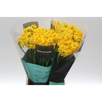 Freshy Narcis Ta Soleil Dor