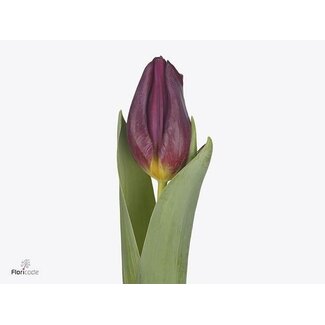 Freshy Tulp enkel Duet