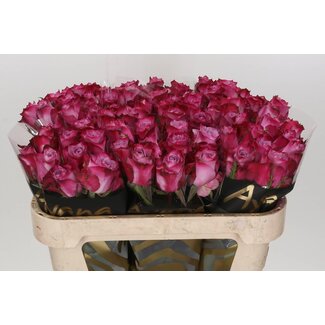 Freshy Rosa Deep Purple