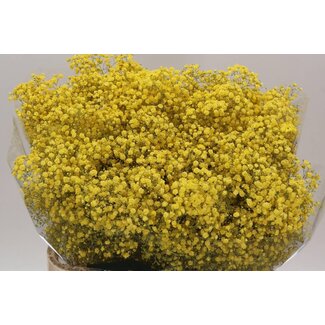 Freshy Gyps Kleurbehandeld Xlence Geel