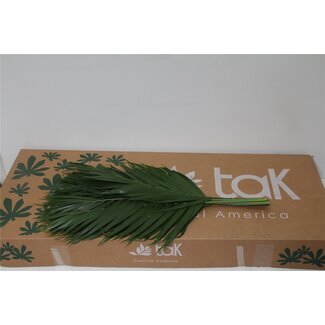 Freshy Chamaedorea Catpalm 60cm (p. bos)