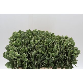 Freshy Pittosporum To Ilan