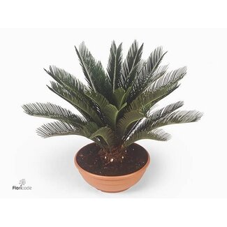 Freshy Cycas Revoluta