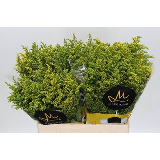 Freshy Solidago Carzan Glory