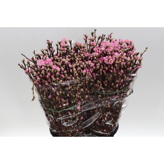Freshy Prunus Pink 60cm
