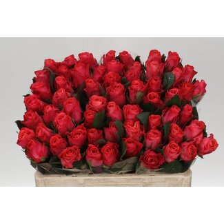 Freshy Rosa Pink Tacazzi