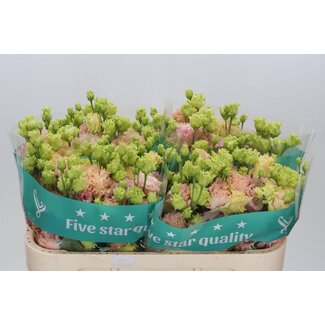 Freshy Eustoma Gevuld Alissa Peach