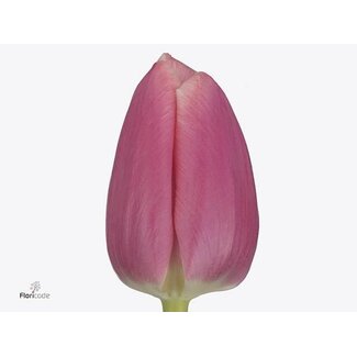 Freshy Tulp enkel Milkshake