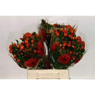 Freshy Ornithogalum Du Sunshine