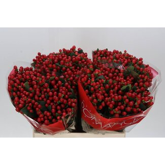 Freshy Hypericum True Romance