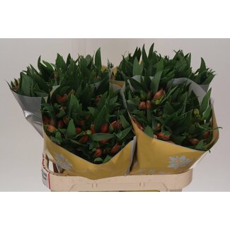 Freshy Alstroemeria Estee