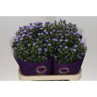 Freshy Aster Cassandra