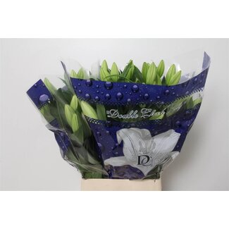 Freshy Lelie Oriental Aqua Petacas