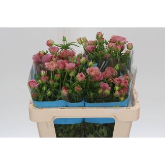 Freshy Ranunculus Butterfly Lycia