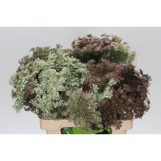 Freshy Daucus Carota 'dara