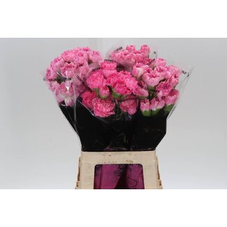 Freshy Anjer Lang Dollar