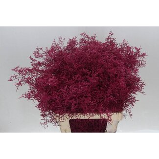 Freshy Limonium Kleurbehandeld Beltlaard Dark Pink