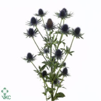 Freshy Eryngium Aquarius Qstar