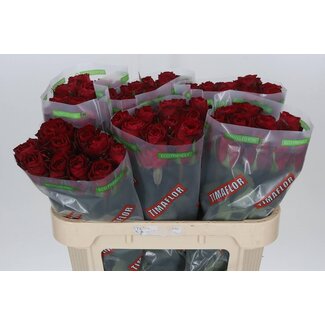 Freshy Rosa Madam Red