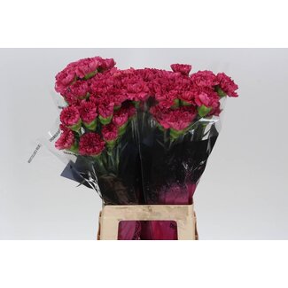 Freshy Anjer Lang Bernard