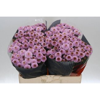 Freshy Chrysant santini Doria Pink X L