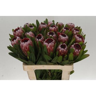 Freshy Protea Pink Ice