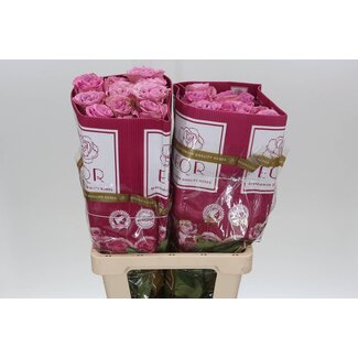 Freshy R Eq Queens Crown