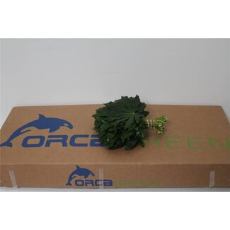 Freshy Aralia 25cm (p. bos)