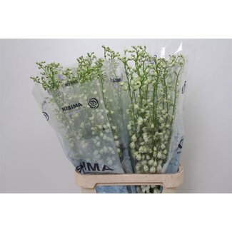 Freshy Delphinium El Guard White