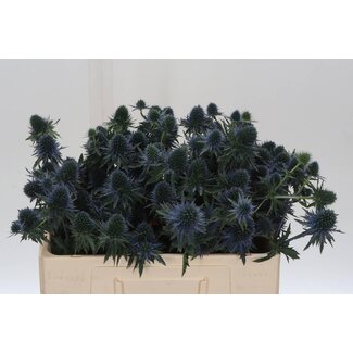 Freshy Eryngium Perseus Questar