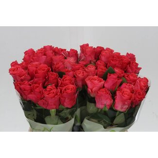 Freshy Rosa Pink Tacazzi