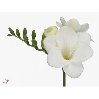 Freshy Freesia enkel Corvette