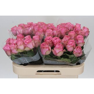 Freshy Rosa Renaissance