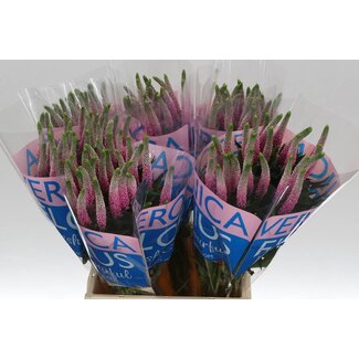 Freshy Veronica Clea Roswhita