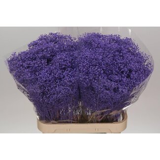 Freshy Gyps Kleurbehandeld Million Milka