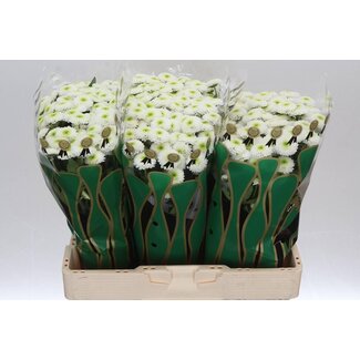 Freshy Chrysant santini Collin