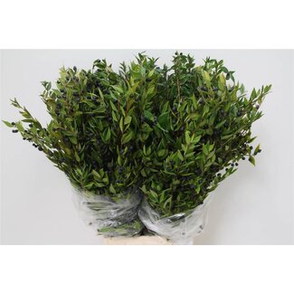 Freshy Myrtus Bes | Kleur: Groen | Lengte ± 60 centimeter | Gewicht 400 gram per bos | Per 5 bossen