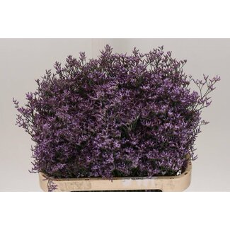 Freshy Limonium Saf Lilac